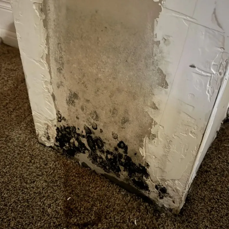 Professional Mold Removal in Middleton, MA